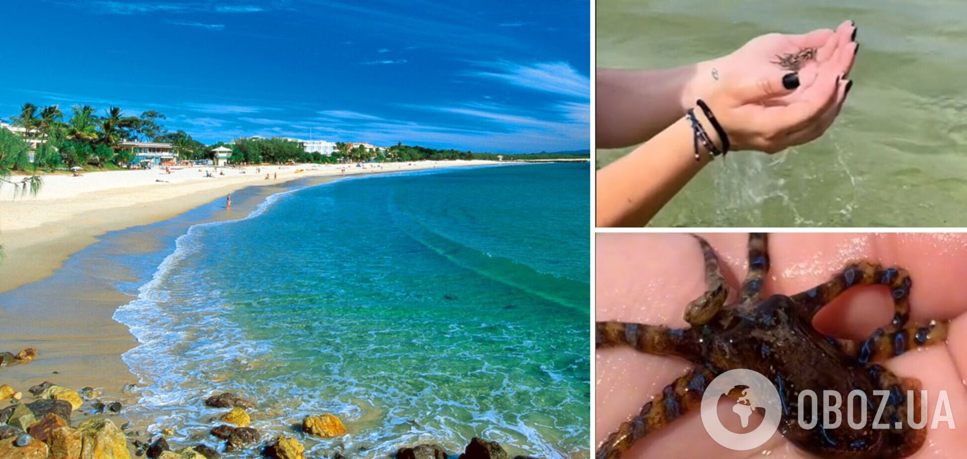 Австралийка чудом осталась жива после видео с милым осьминогом