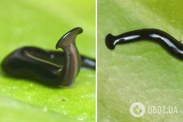 Вчені виявили молотоголового черв'яка-хижака та назвали його на честь COVID-19