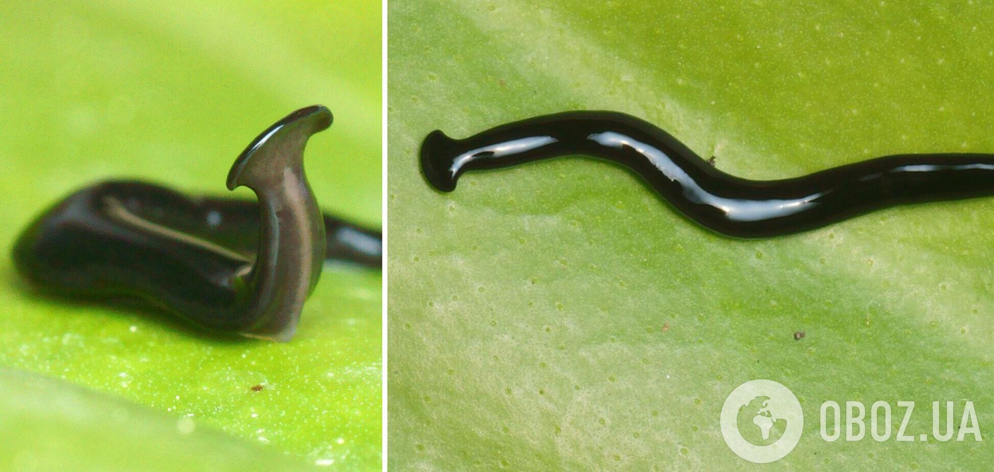 Ученые обнаружили молотоголового червя-хищника и назвали его в честь COVID-19