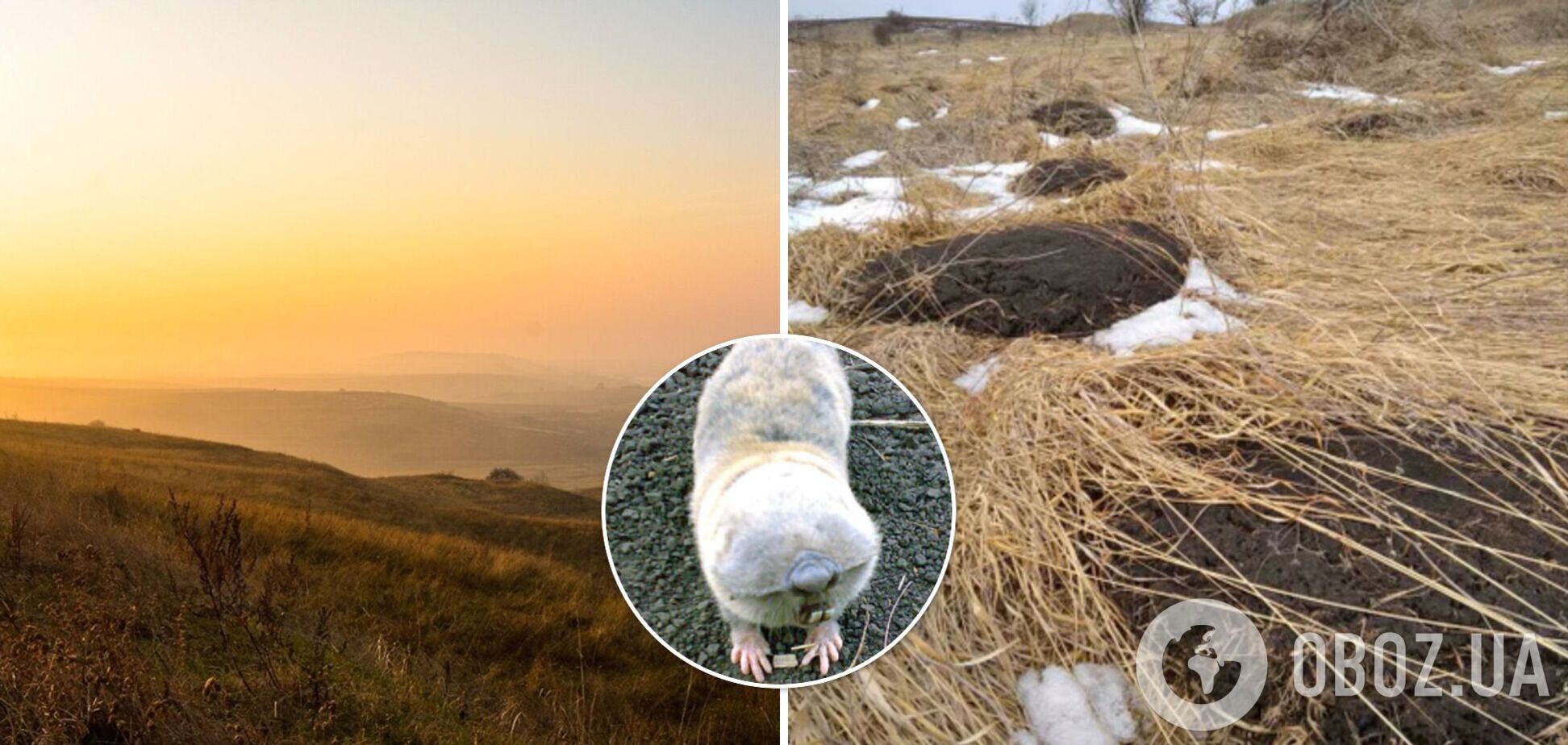 На Прикарпатье обнаружили редкостное животное. Как выглядит 'земляной щенок'