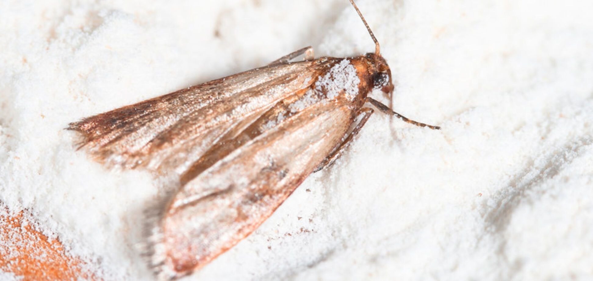 Як позбутися молі вдома: 4 способи влаштувати 'пастку'