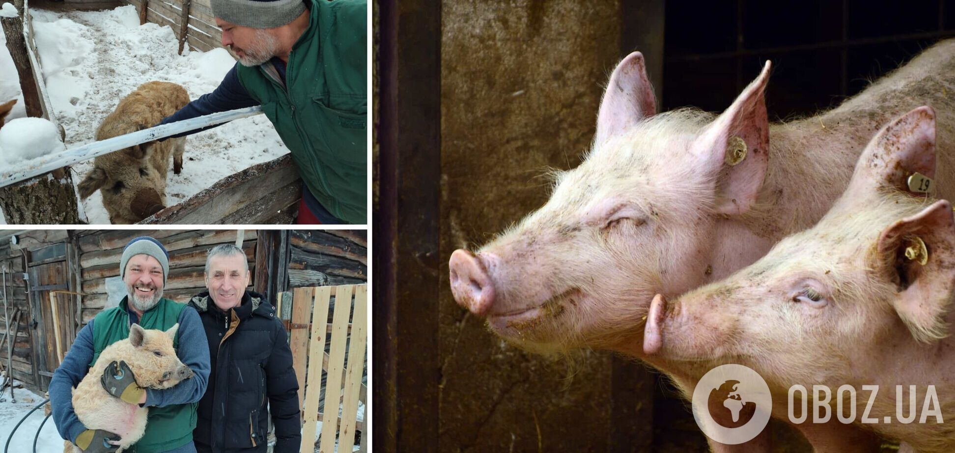 На Черниговщине показали редкостных 'пушистых' свиней. Фото
