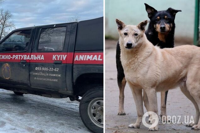 Зоозащитница заявила про отравление собак в Киеве: одна уже погибла - фото  и видео 18+ | OBOZ.UA