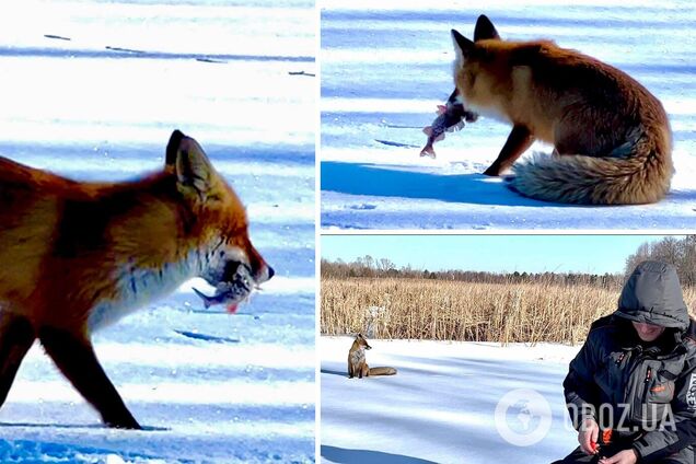 Лисиця випросила у рибалки кілька окунів
