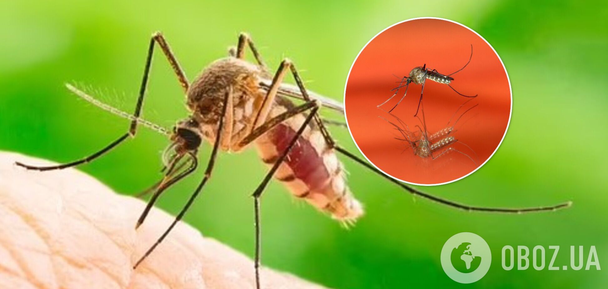 Комары 'любят' определенные цвета: исследование раскрыло какие