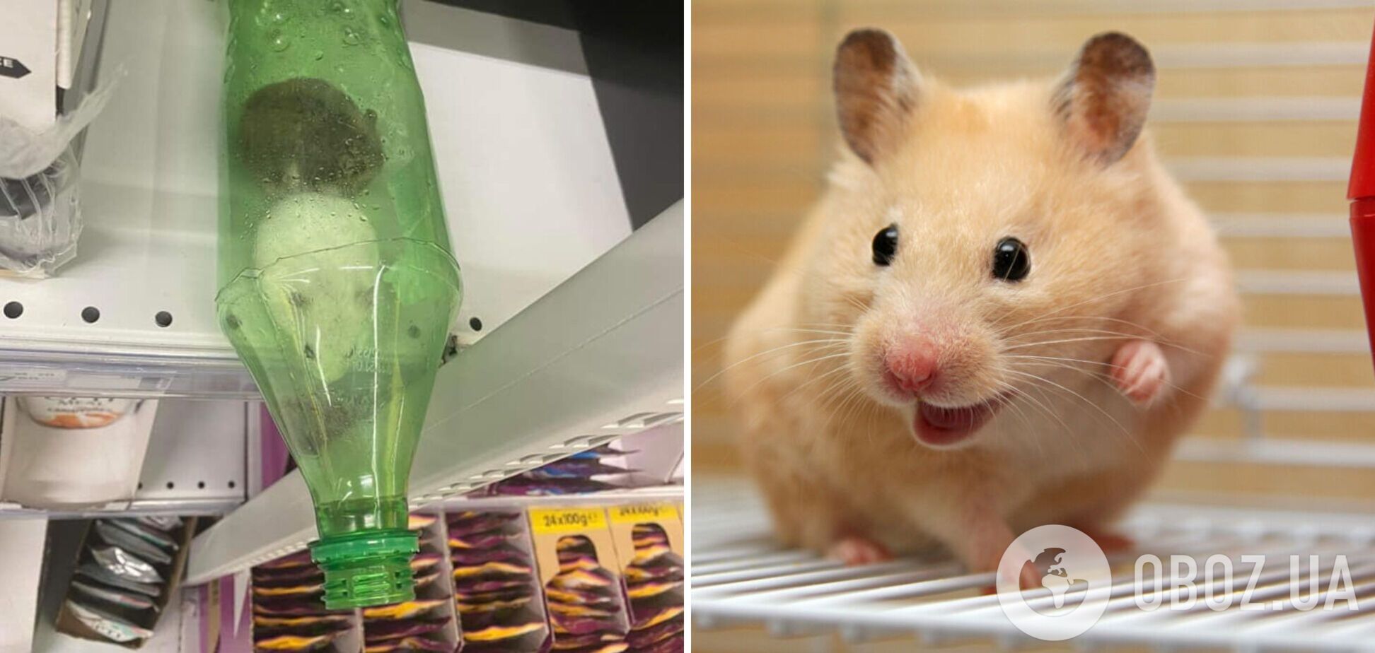 Хомяков оставили в бутылке на полке с кошачьим кормом