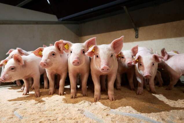 В Житомире в колонии вспыхнула африканская чума свиней