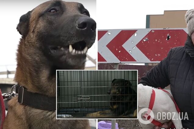 'Какой-то ужас': ветеринары и приюты рассказали о проблемах животных в Киеве