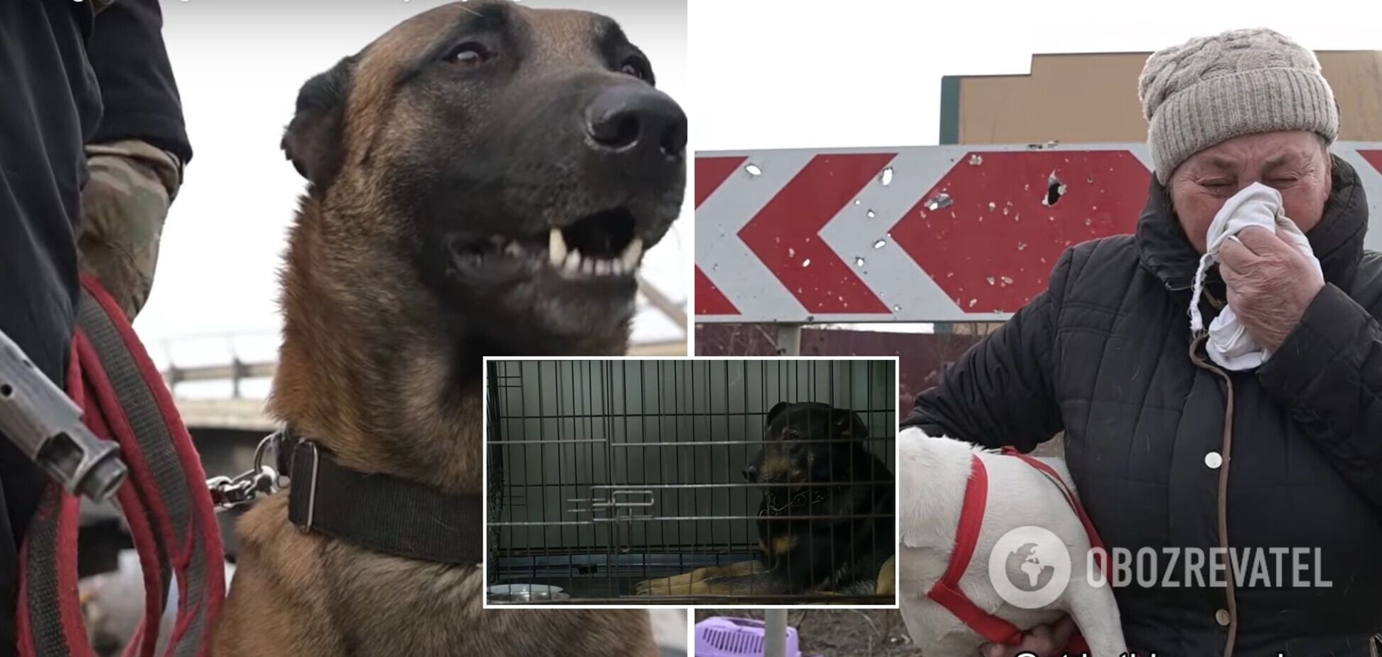 'Якийсь жах': ветеринари та притулки розповіли про проблеми тварин в Києві