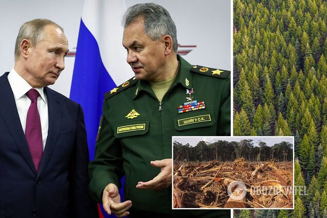 РФ планує масову вирубку лісу в Україні