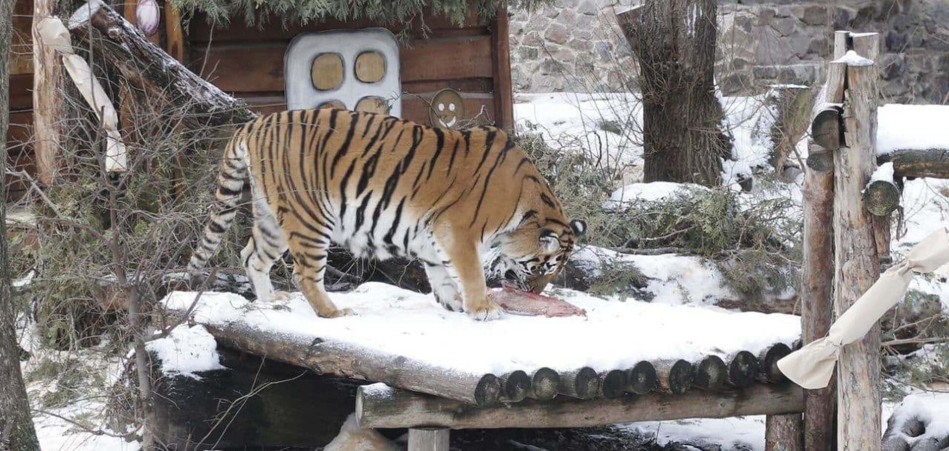 Врятувати зоопарки під час війни: українці масово підхопили добру ініціативу