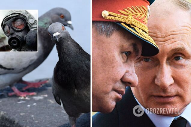 В российском Белгороде начали травить голубей, насмотревшись пропаганды о 'биолабораториях' в Украине. Видео