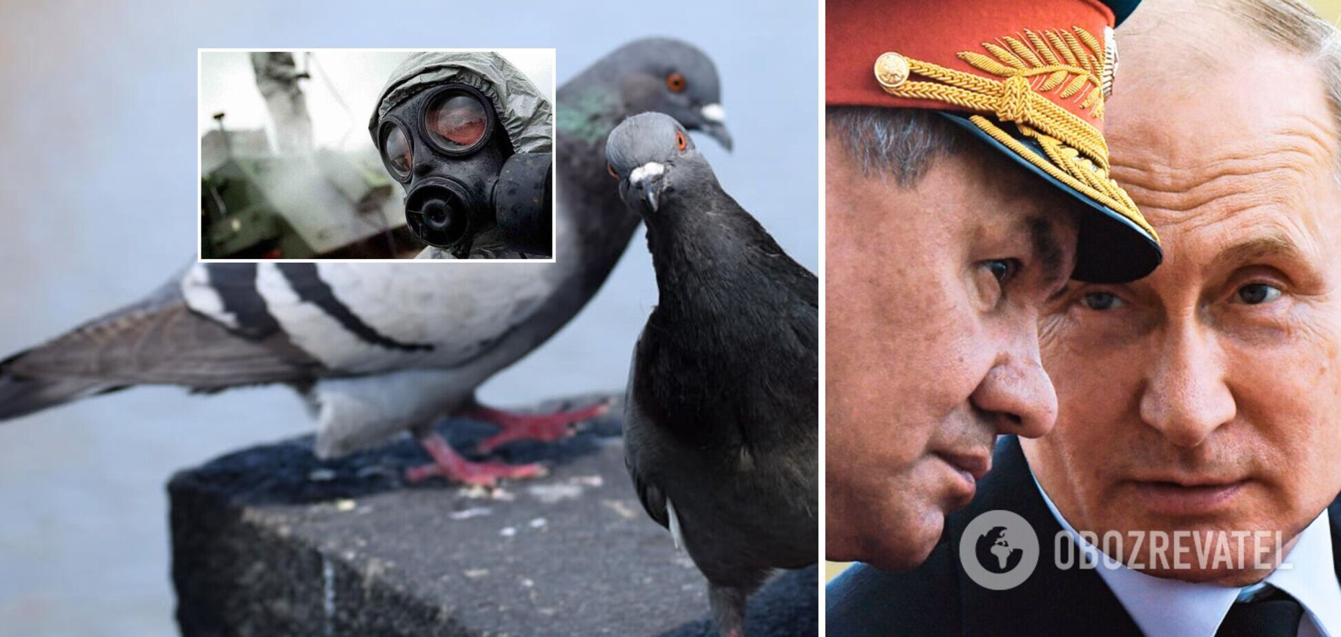 В российском Белгороде начали травить голубей, насмотревшись пропаганды о 'биолабораториях' в Украине. Видео