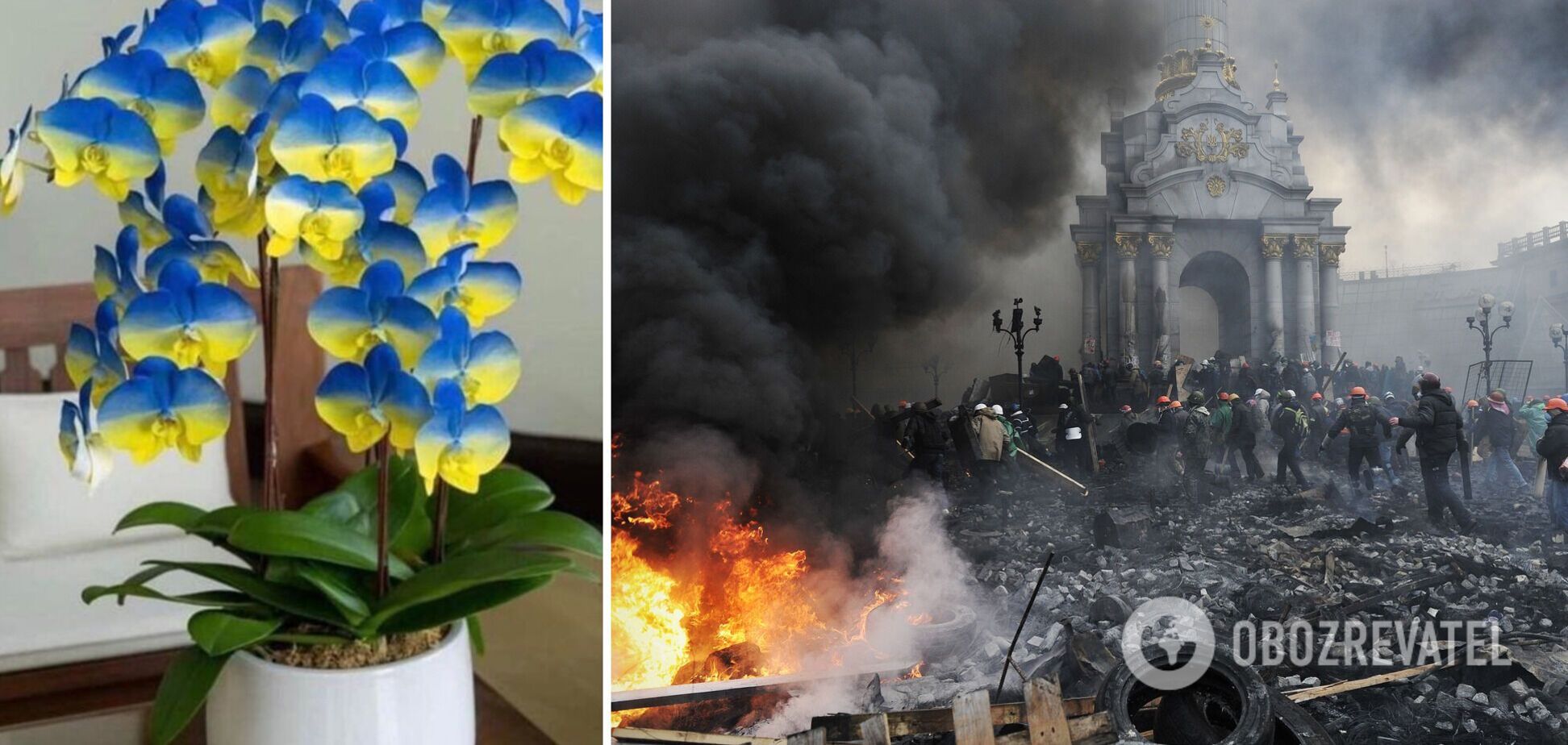 На Тайване 'вывели' новый сорт орхидей 'Украина'. Фото