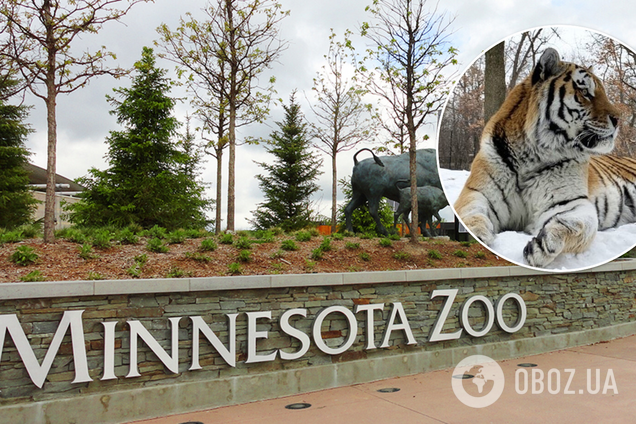 В США в зоопарке внезапно умер тигр по кличке Путин. Фото