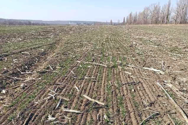 Украина начала садить зерно: это не страна, это сказка