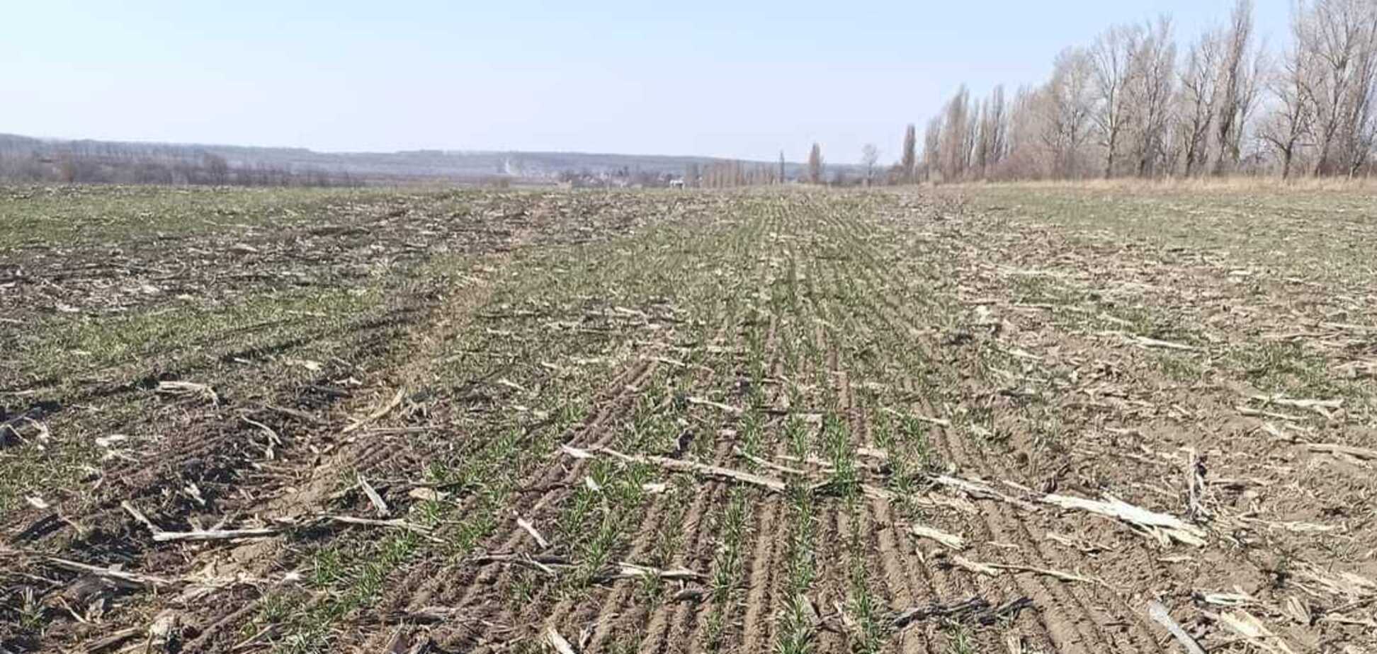 Україна почала садити зерно: це не країна, це казка