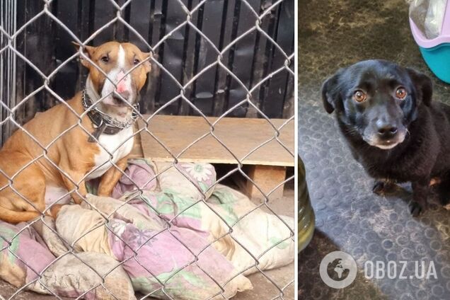 Давайте обміняємо страх на вчинки. Перетворимо біль на найпотужнішу зброю: любов до живого!