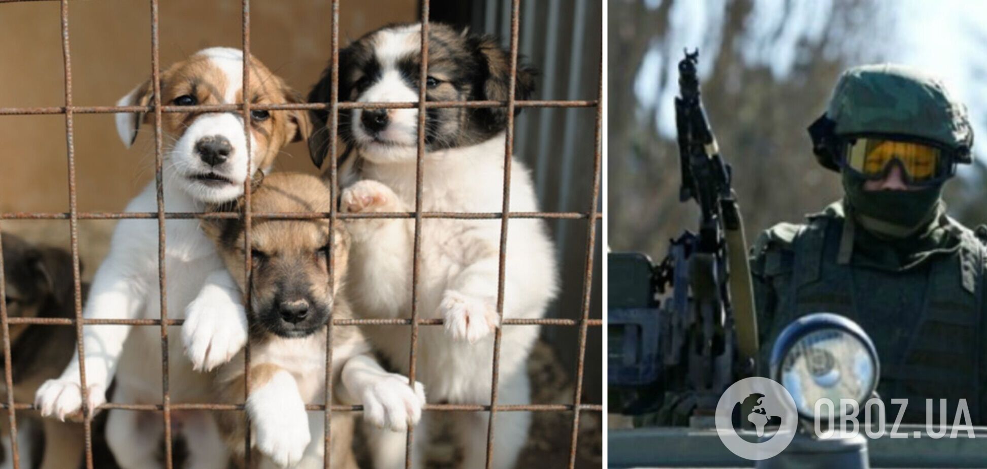 У Харкові окупанти розбомбили притулок для тварин: загинуло п'ять собак. Фото