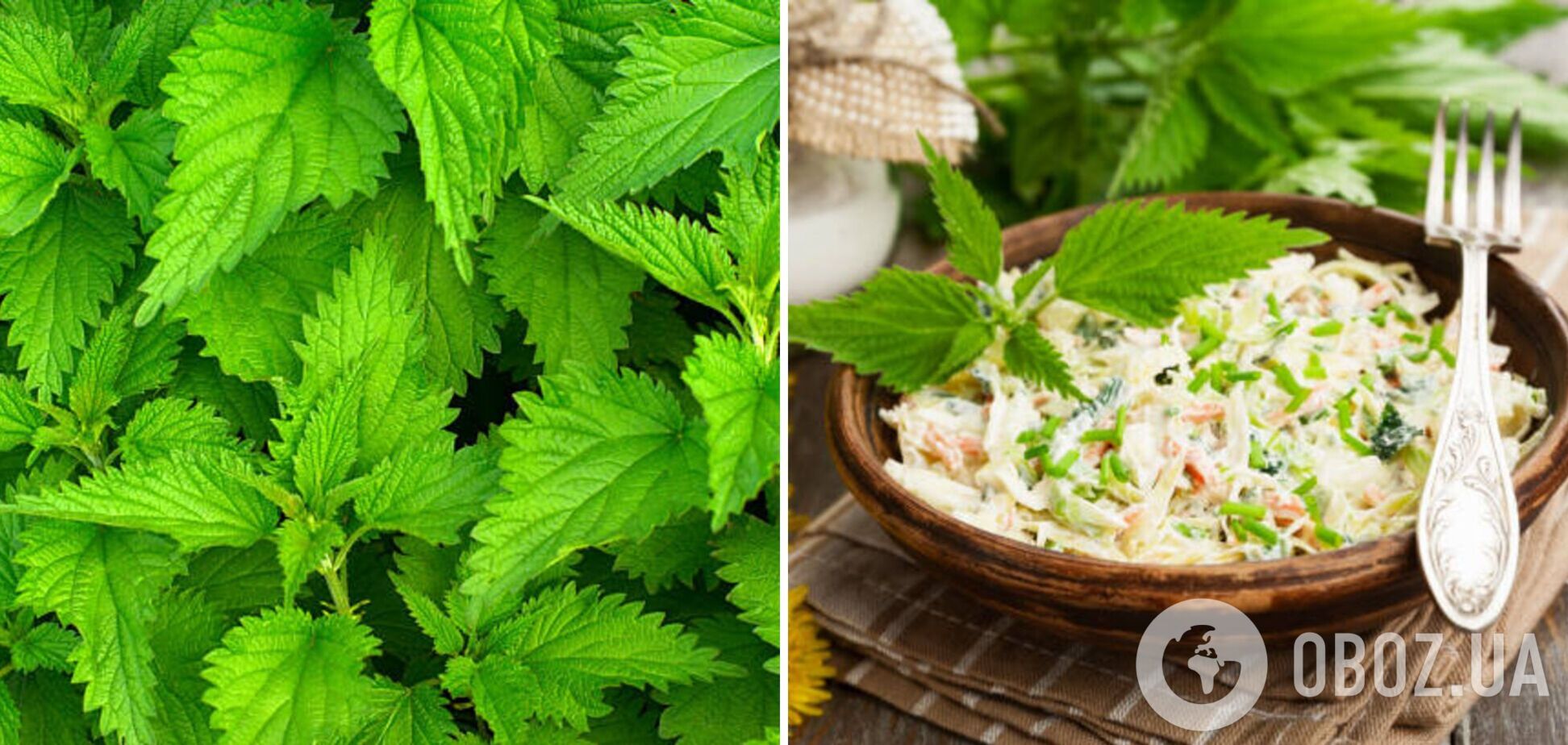 Как приготовить полезный и витаминный салат из крапивы: рецепт