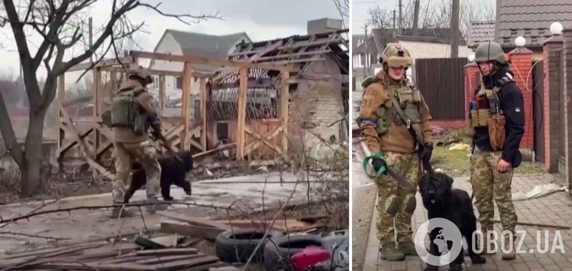 Собаку накормили и забрали с собой