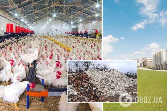 Чорнобаївська птахофабрика