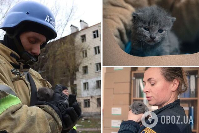 Котенок обрел новый дом