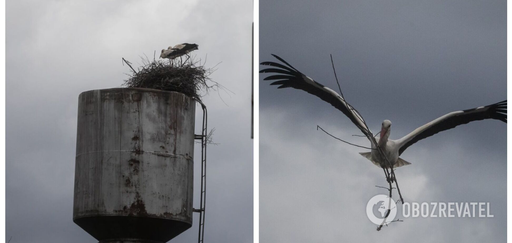 В разрушенное оккупантами село на Черниговщине прилетели аисты. Фото