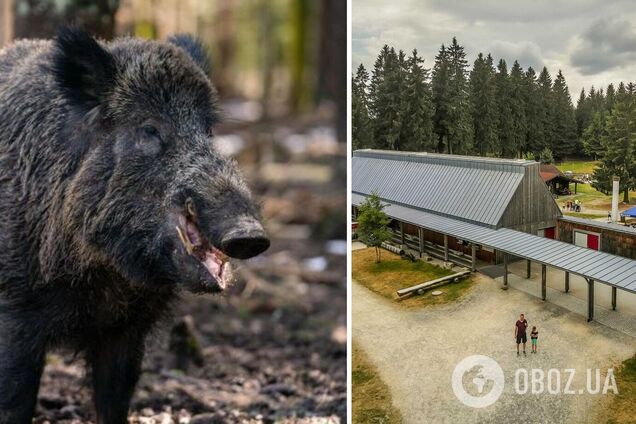 В Баварии переименовали кабана Путина - его зовут Эберхофер - фото | OBOZ.UA