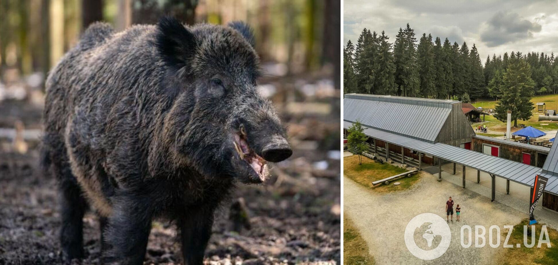 В Баварии переименовали кабана Путина: он не заслуживает имени бесчеловечного урода