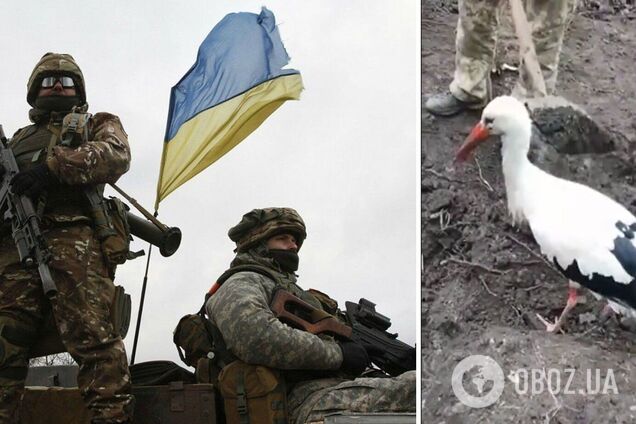 Як символ щастя та перемоги: на позиції до українських військових прилетів лелека. Відео