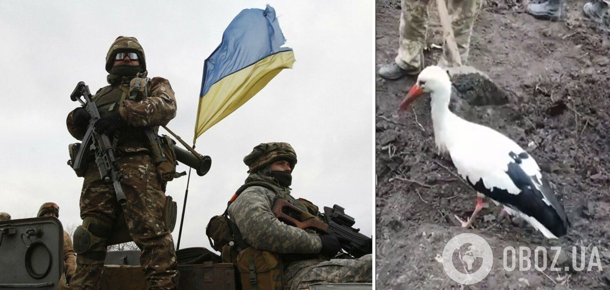 Як символ щастя та перемоги: на позиції до українських військових прилетів лелека. Відео