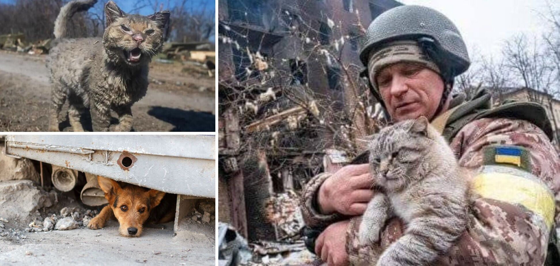 Щодня ми рятуємо тварин, допоможіть і вам віддасться, – Філатов