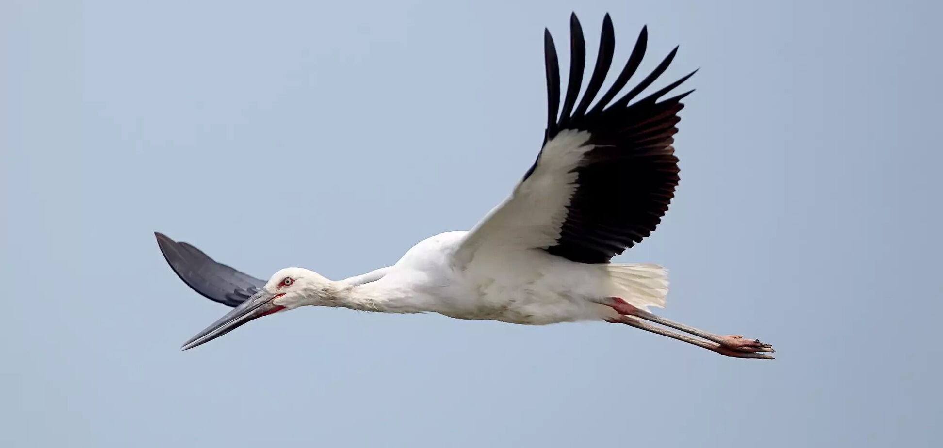 Птица прилетела в освобожденный от оккупантов город