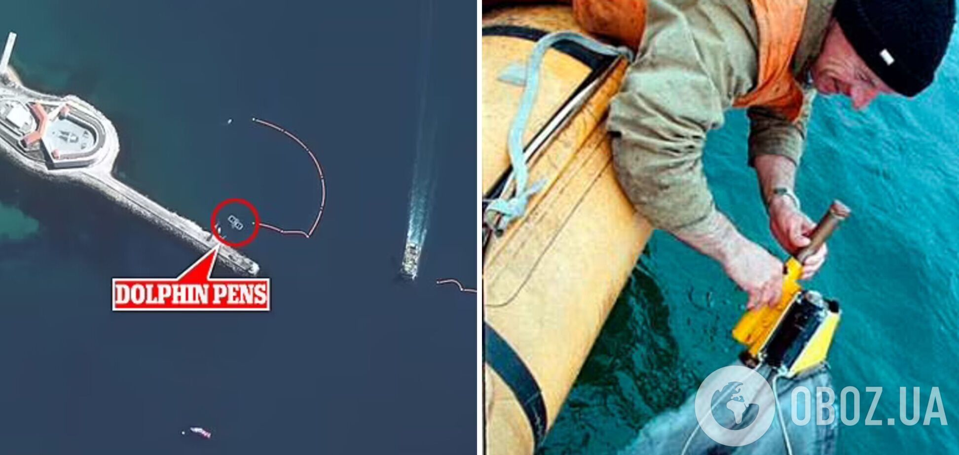 Росія озброює дельфінів бомбами для боротьби із водолазами-диверсантами. Фото