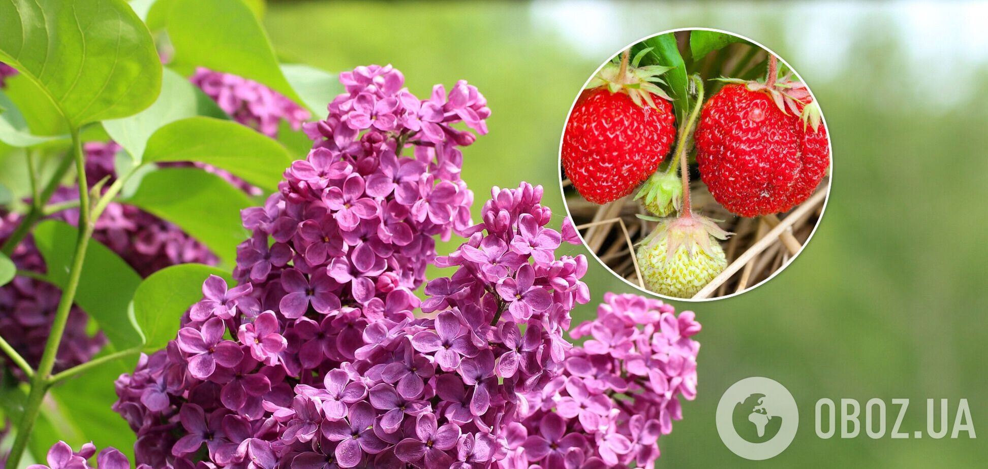 Посівний місячний календар на травень 2022: які дні є сприятливими для роботи в саду та городі