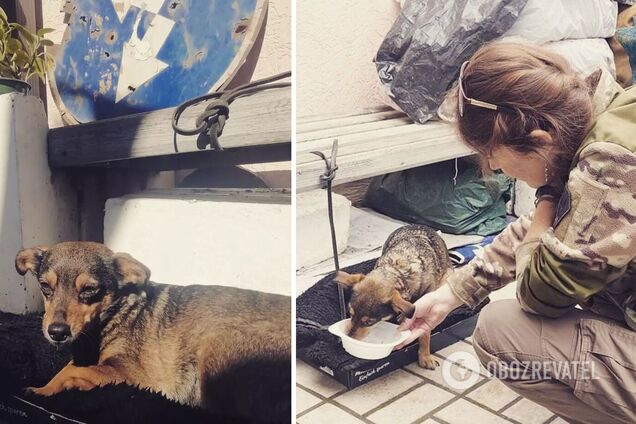 'На стертые лапки больно смотреть': собака Жужа вместе с хозяином 5 дней шла пешком из Мариуполя в Запорожье. Фото