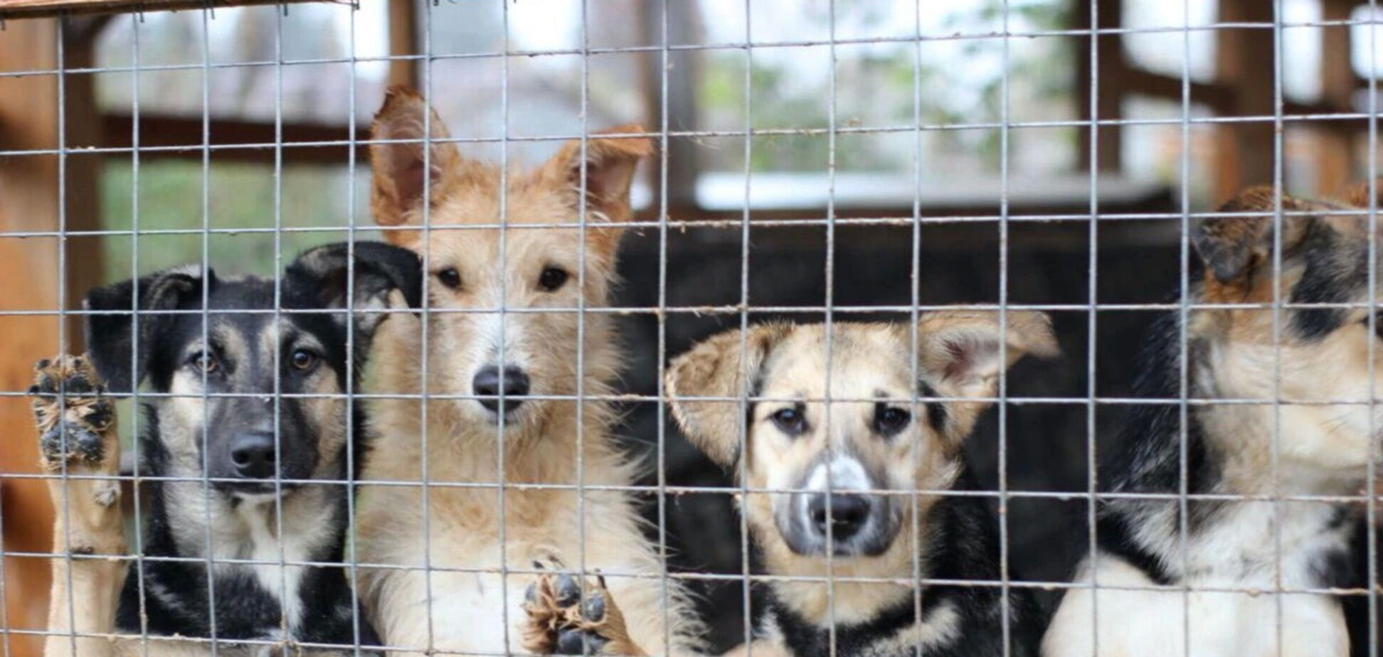 Животные с начала оккупации были заперты без воды и корма