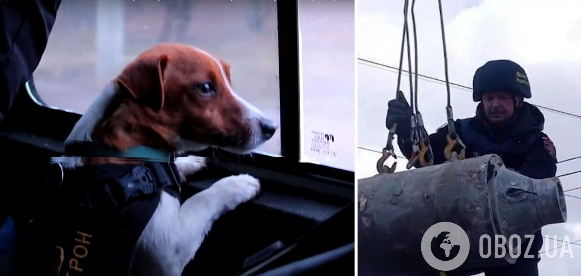 'Талісман' чернігівських піротехніків пес 'Патрон' допомагає їм у роботі. Відео