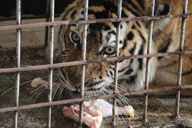 Порятунок з Фельдман ЕкоПарку: Дніпро евакуював вже півтора десятка кошачих