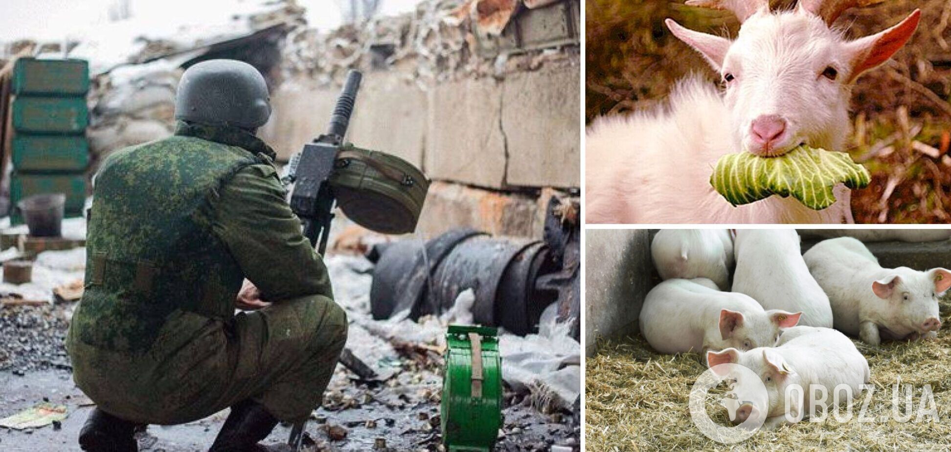 Под Харьковом оккупанты украли запасы еды у животных из экопарка