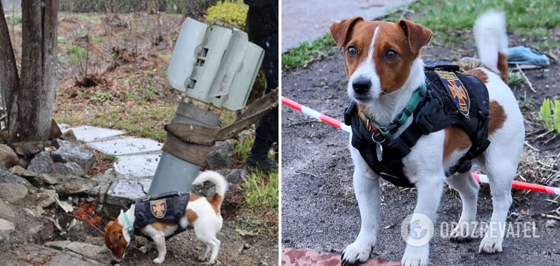 Спасатели показали новое видео с работой воинственного пса Патрона на Черниговщине