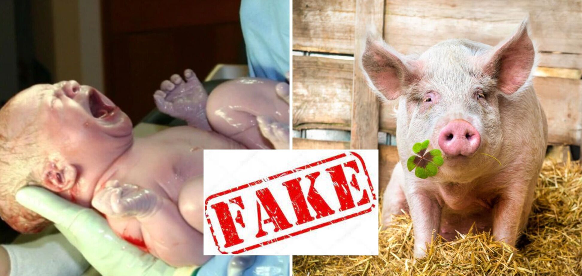 У мережі запустили фейк, що в Україні створили гібрид людини та свині: викриття