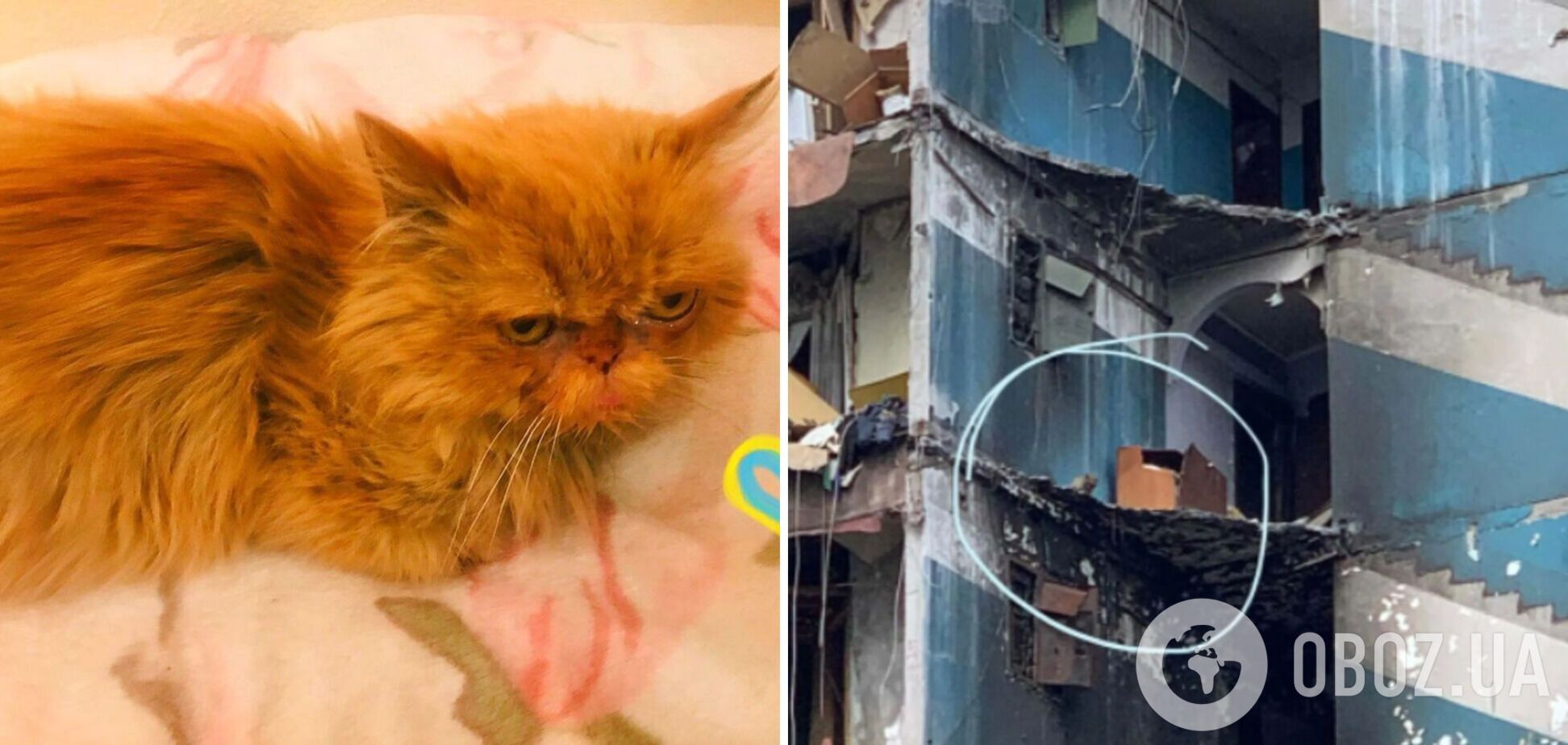 Навколо знаменитої кішки з Бородянки розгорівся скандал: на Шафу претендують уже 12 людей