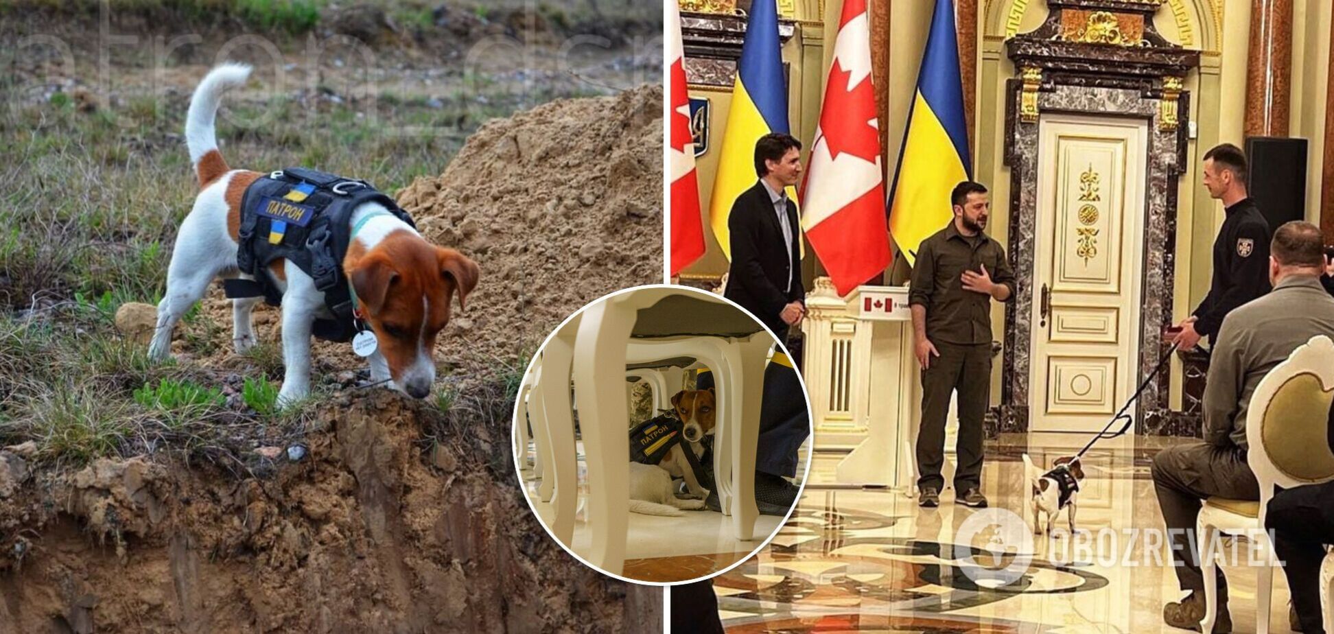 Смешной пес Патрон