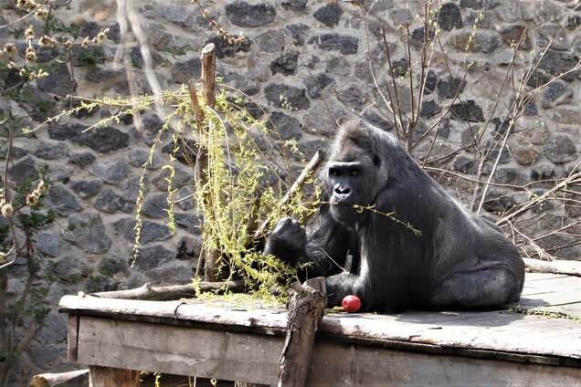 Зоопарк знову приймає відвідувачів