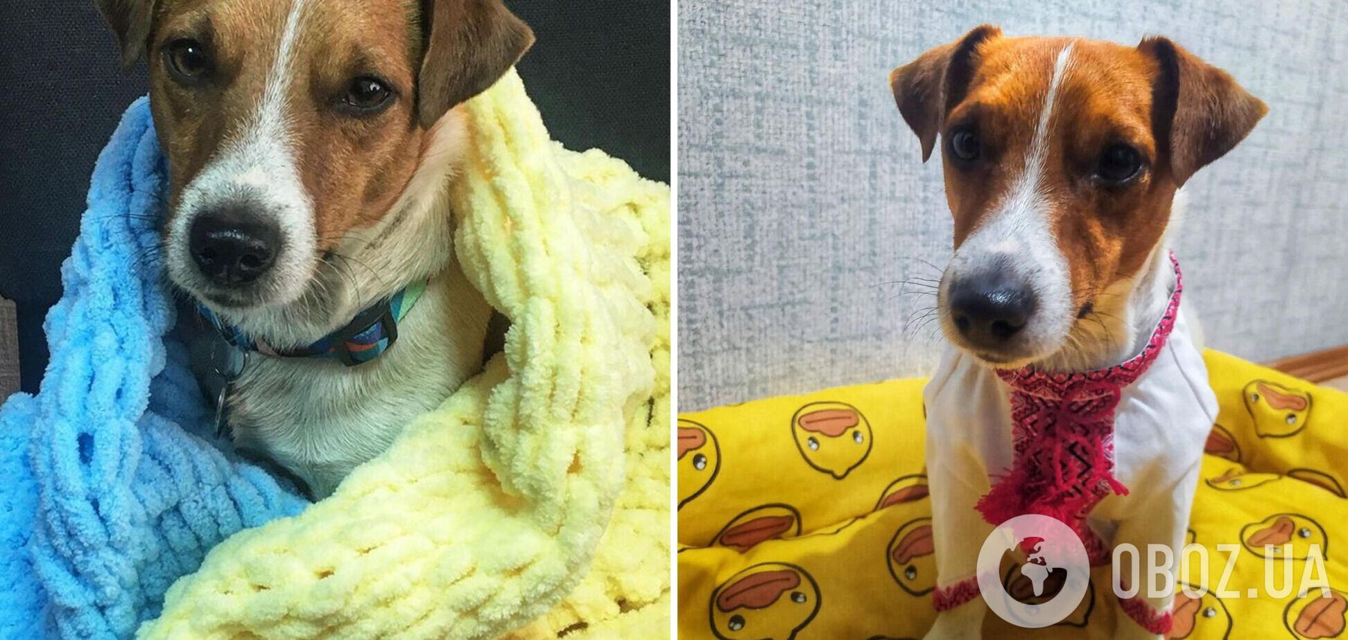 Пса-сапера Патрона одели в вышиванку: украинцы в восторге. Фото