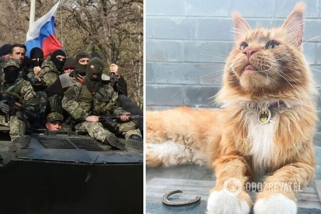 Кіт із Бучі, якого викрали окупанти 80 днів тому, повернувся з полону
