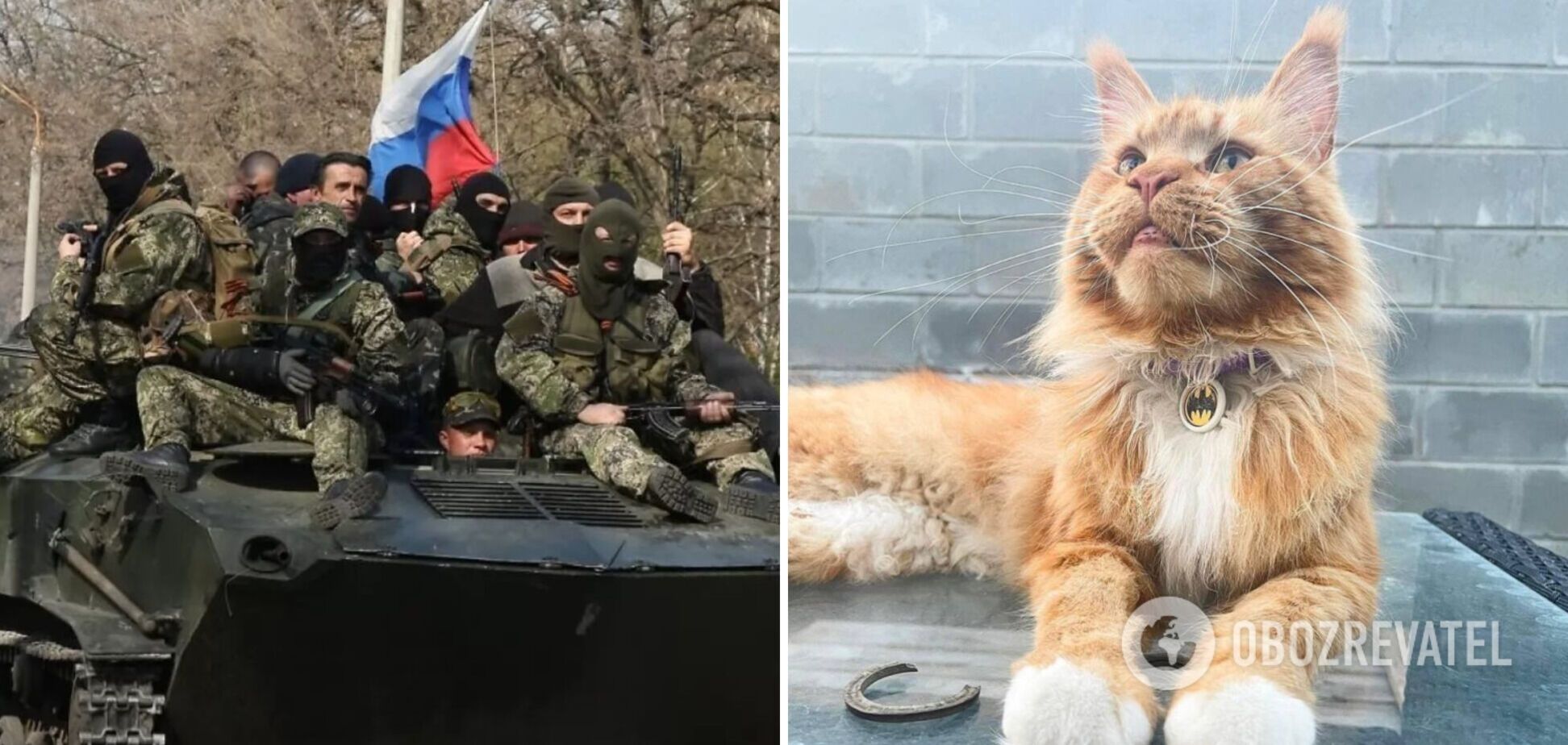 Кіт із Бучі, якого викрали окупанти 80 днів тому, повернувся з полону