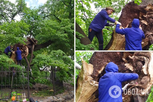 В Киеве приступили к спасению липы Петра Могилы